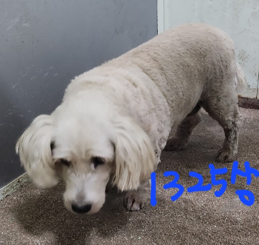 평택시유기동물보호소_441391202302407