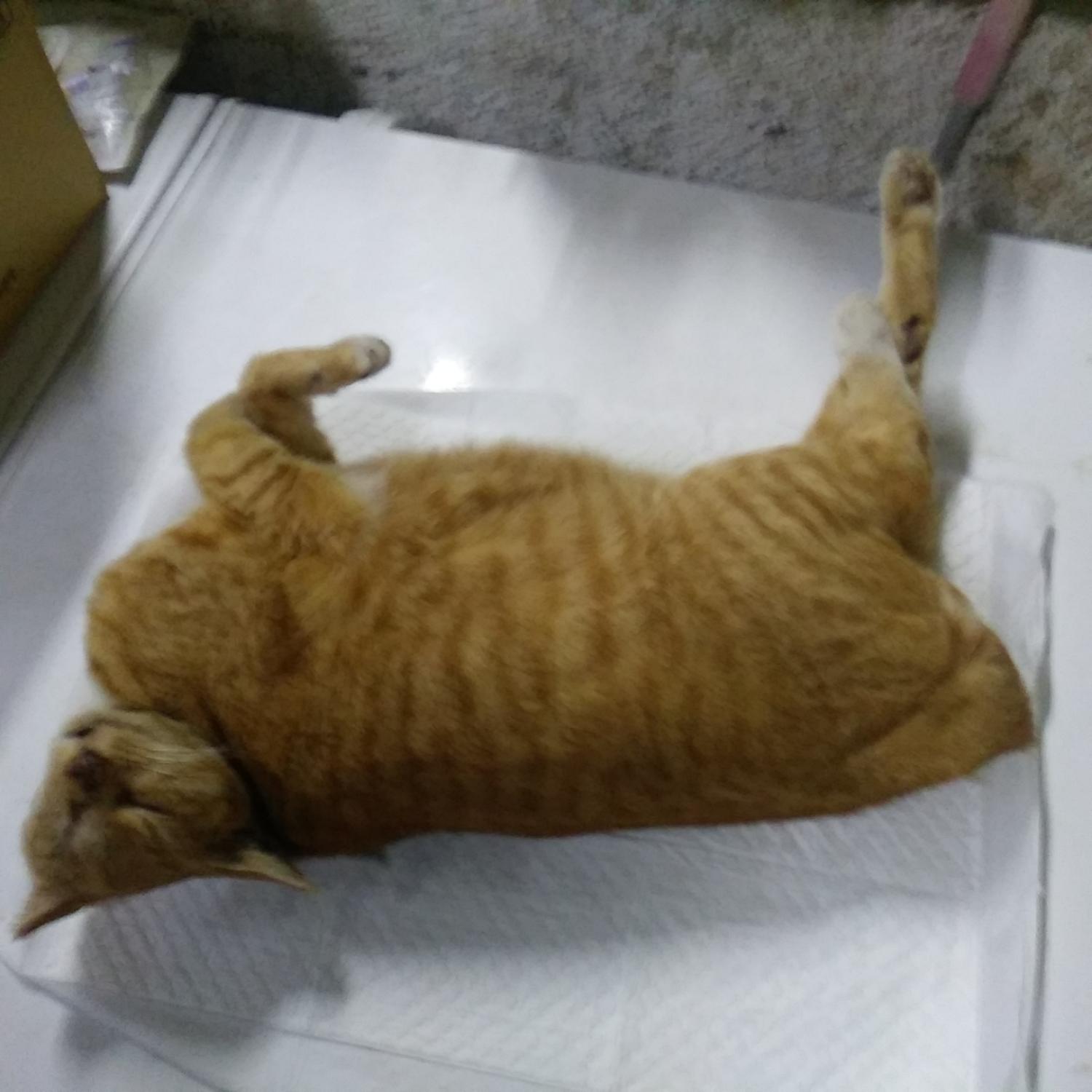 종료(자연사) 한국…