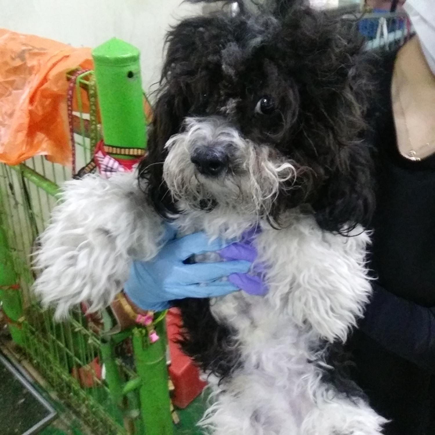 인천광역시수의사회_428351202300777