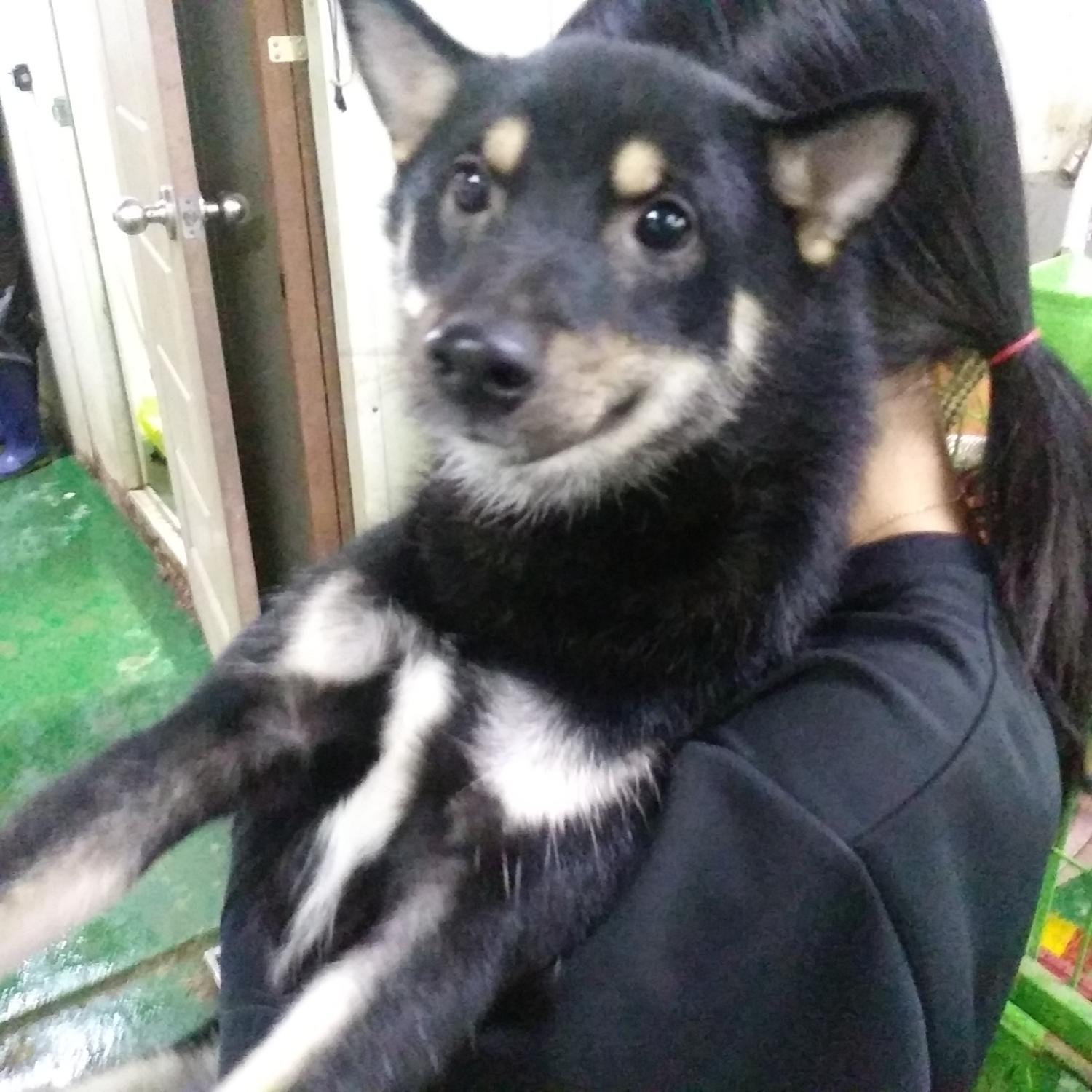 인천광역시수의사회_428351202300778