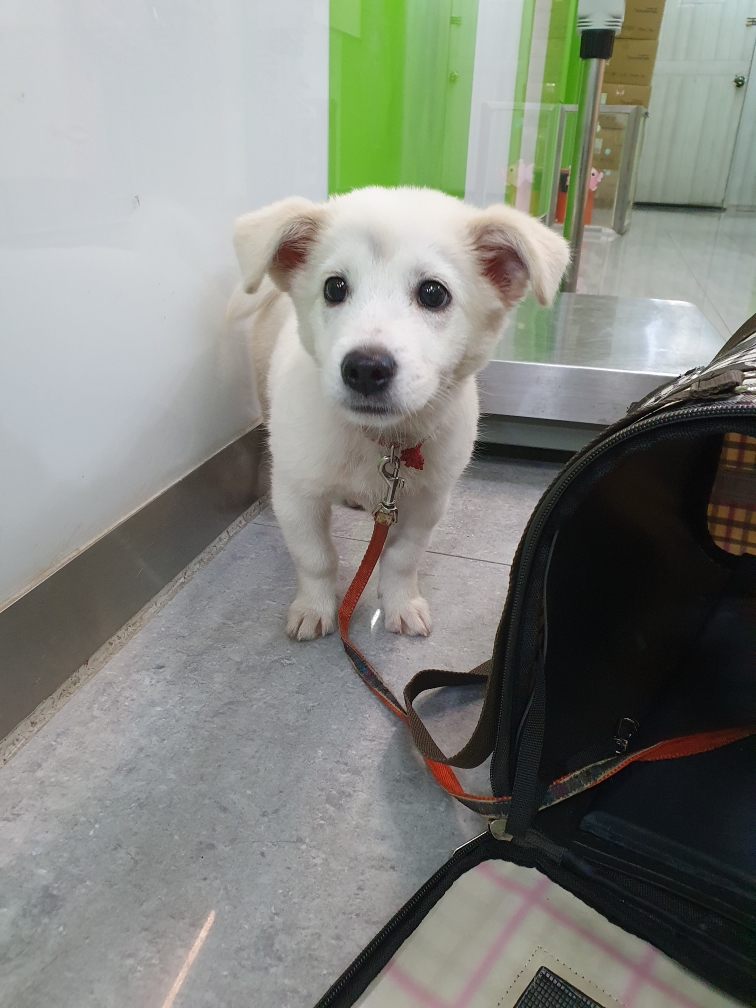 펫앤쉘터동물병원_441378202301652