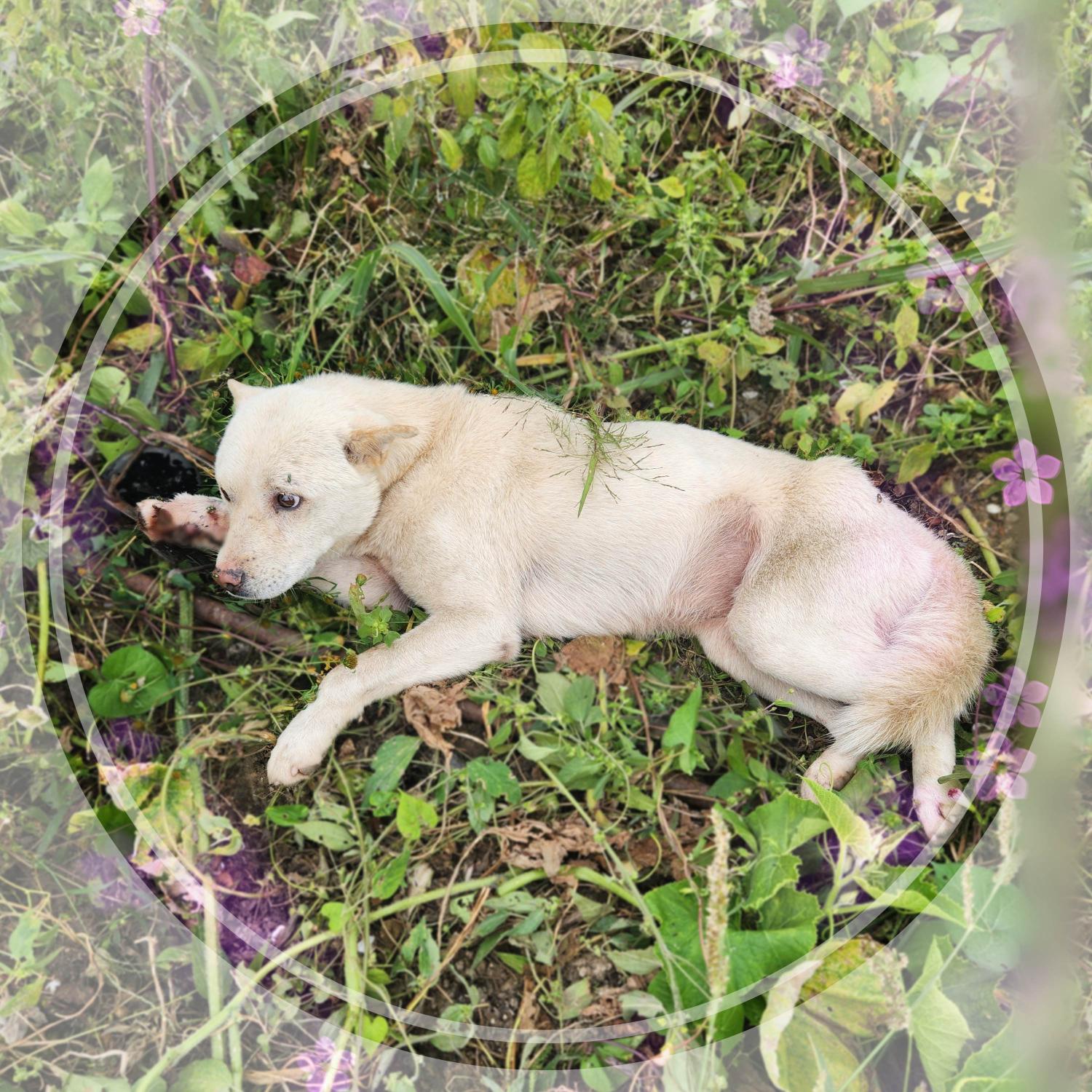 군산유기동물보호센터_445467202301979