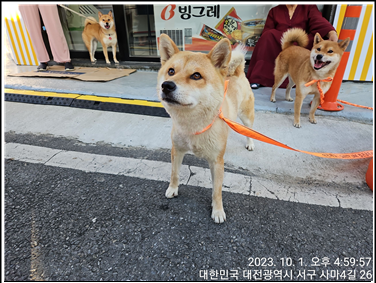 대전동물보호센터_430366202300551