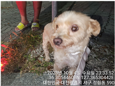 종료(반환) 믹스견…