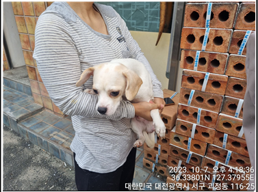 종료(반환) 믹스견…