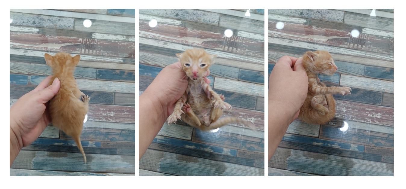 종료(자연사) 한국…