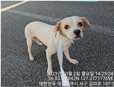 종료(반환) 믹스견…
