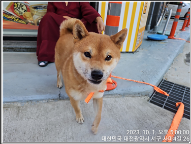 대전동물보호센터_430366202300552