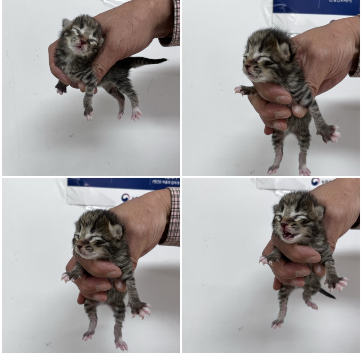 천안시유기동물보호소_444449202302145