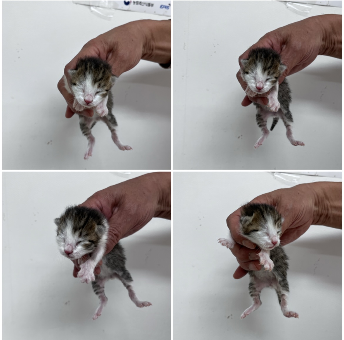 천안시유기동물보호소_444449202302144