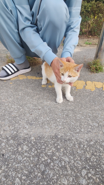 종료(입양) 한국 …