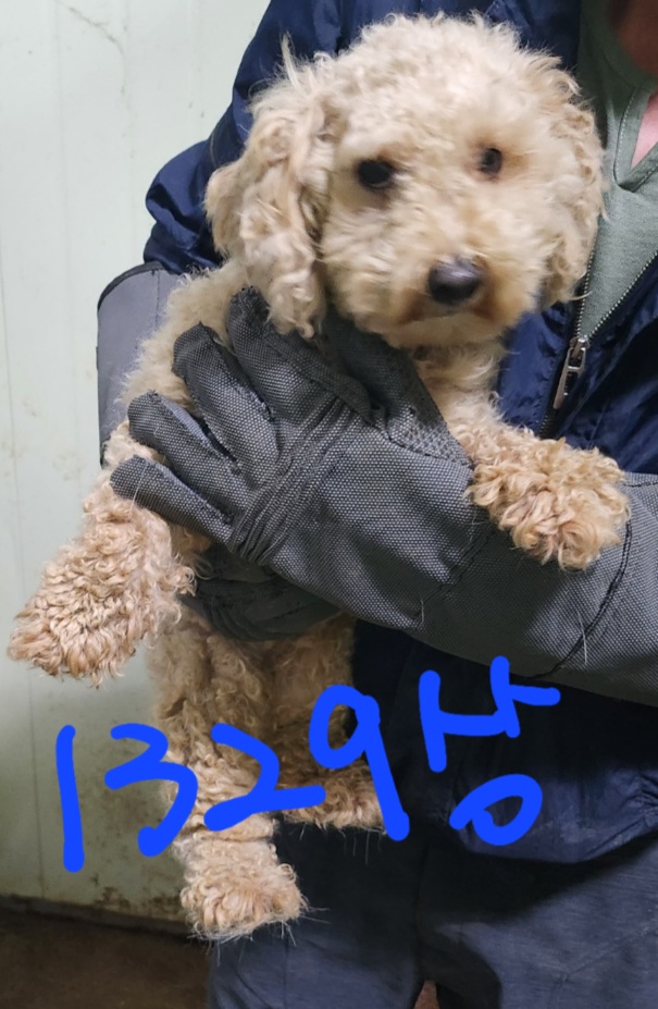 평택시유기동물보호소_441391202302414