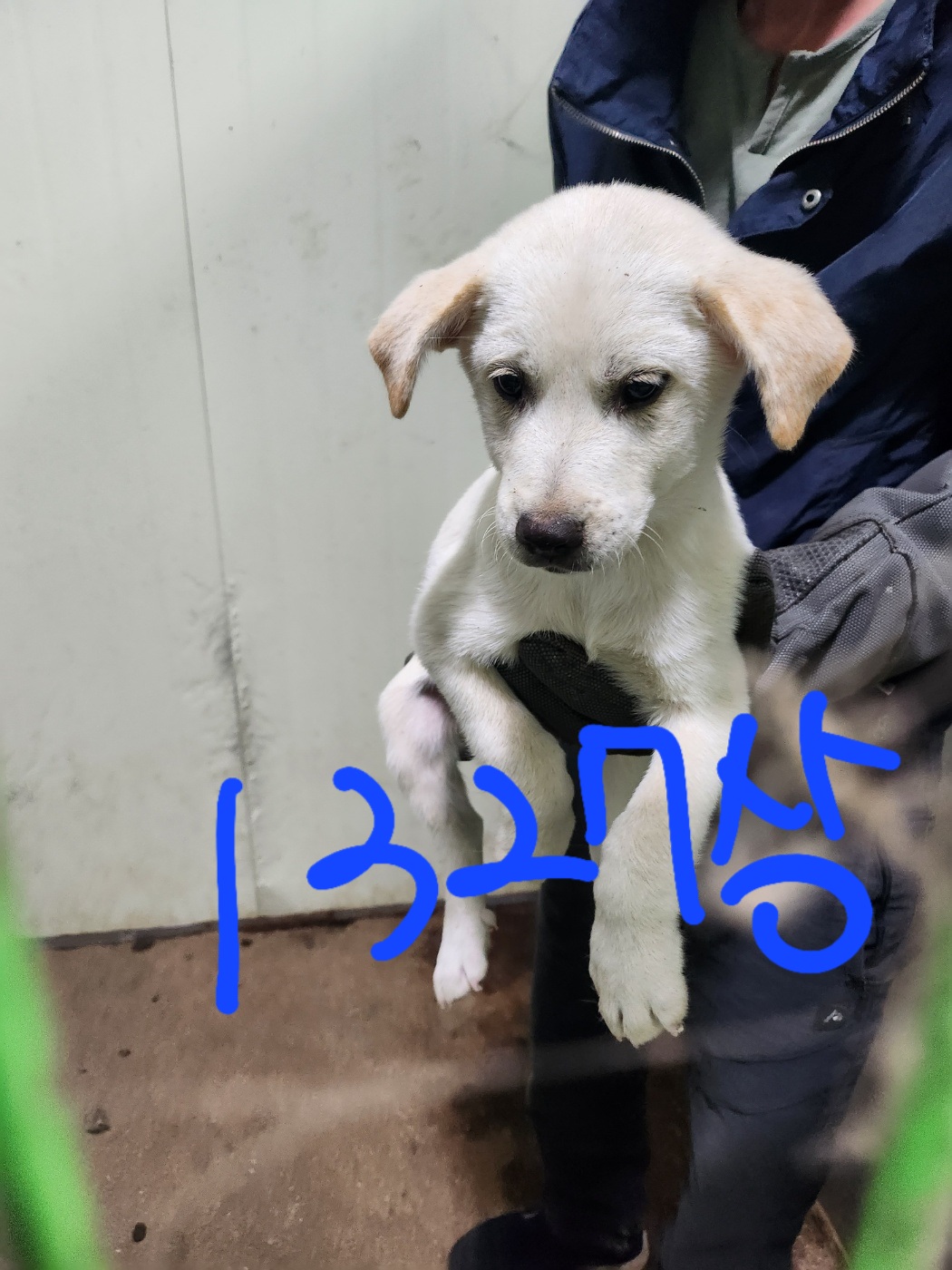 평택시유기동물보호소_441391202302412