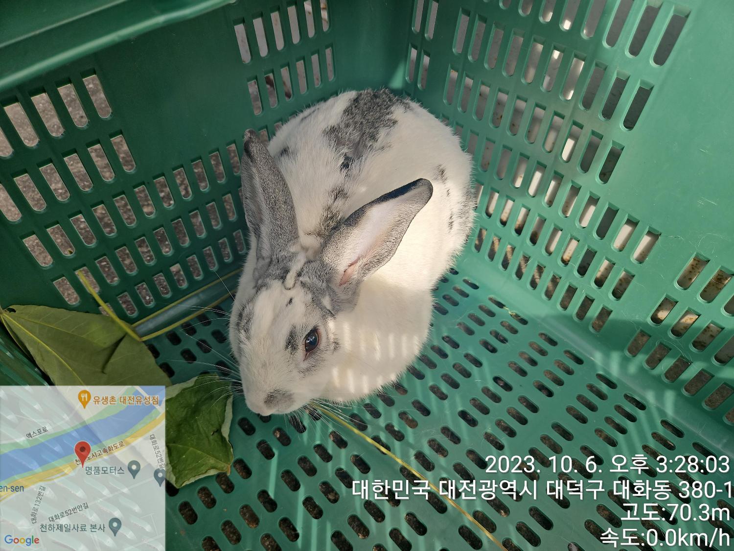 대전동물보호센터_430368202300449