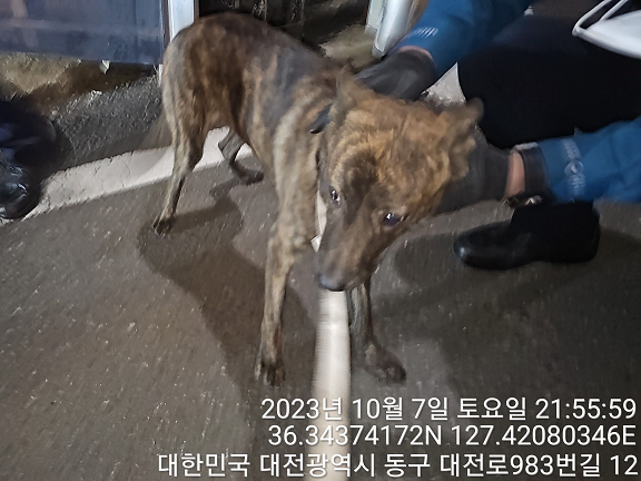 대전동물보호센터_430364202300321