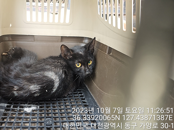 대전동물보호센터_430364202300320