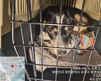 대전동물보호센터_430367202300580