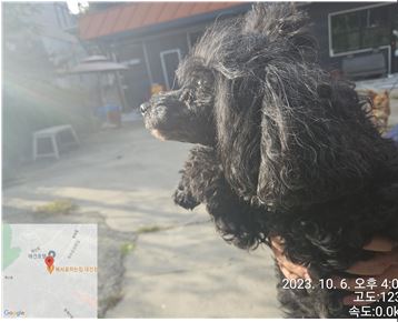 보호중 푸들의 가족…