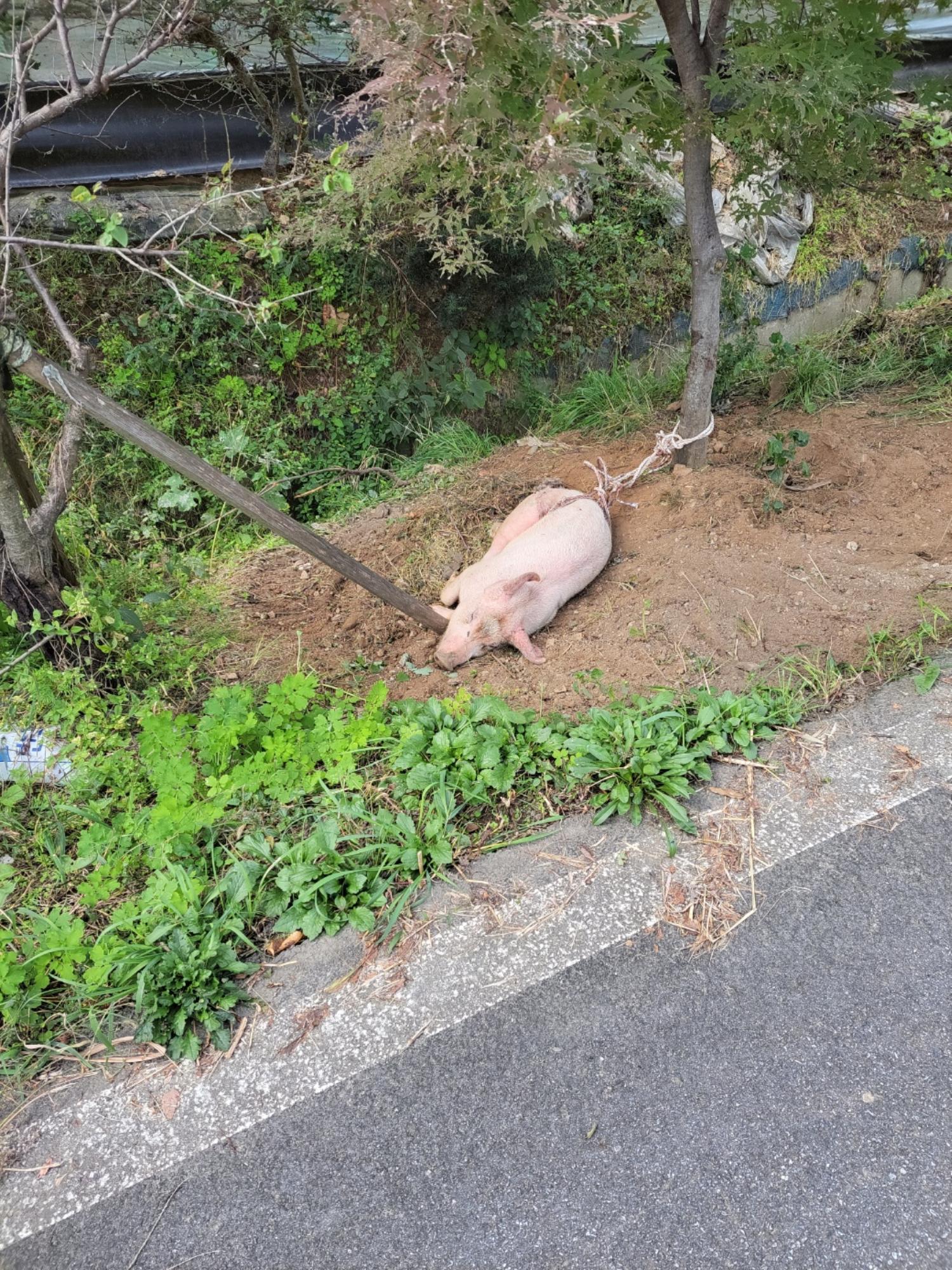 금일동물보호센터_444460202300730