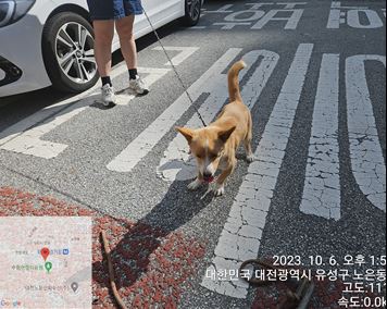 종료(반환) 믹스견…