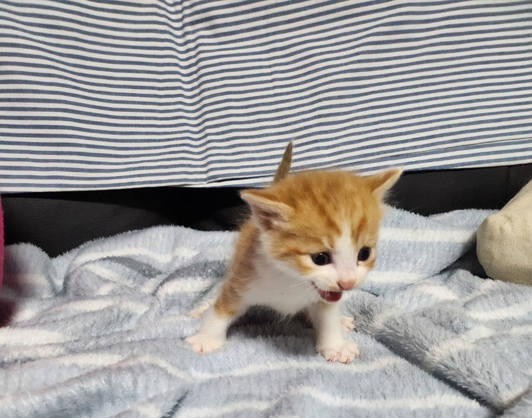 울산유기동물보호센터_431373202301082
