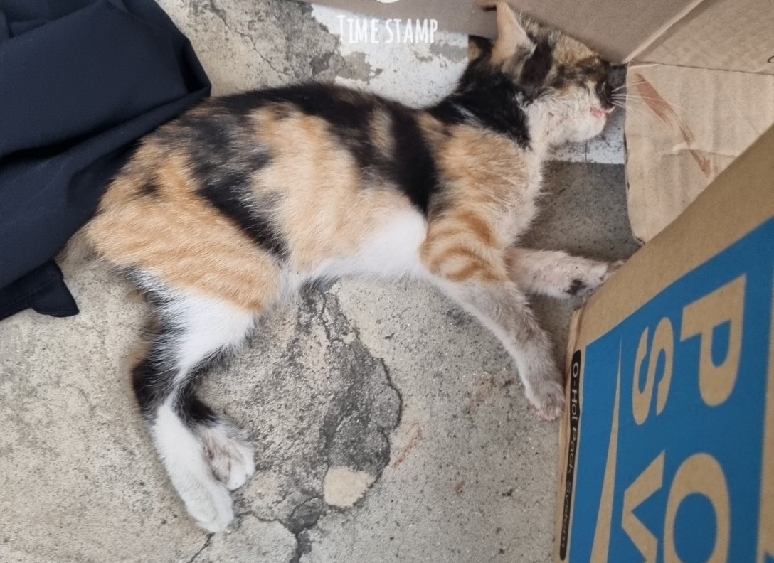 울산유기동물보호센터_431373202301086