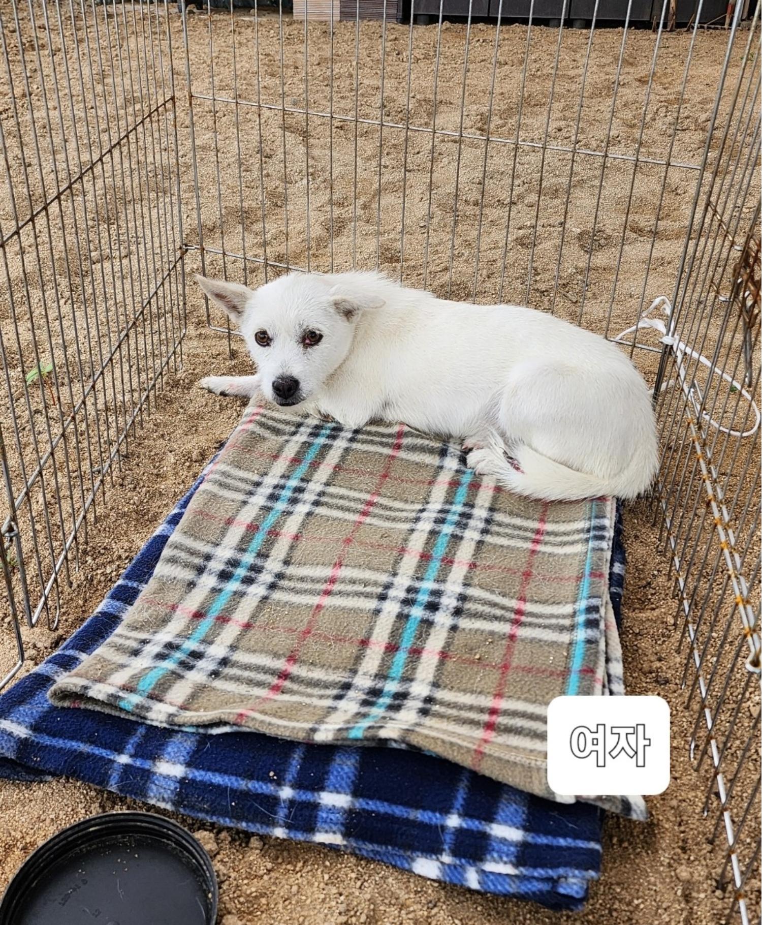 옥천동물병원_443443202300665