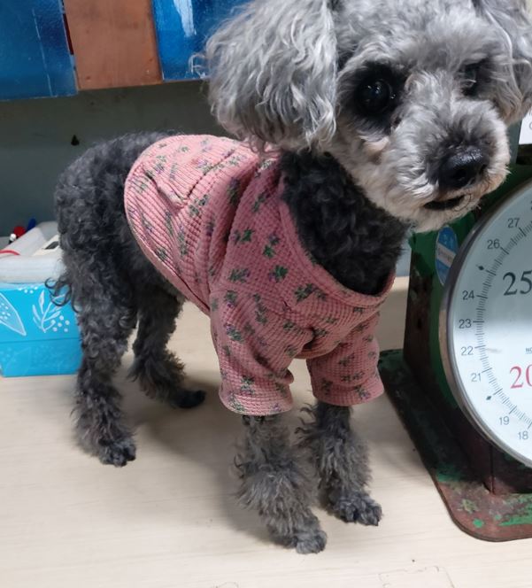 보령시유기동물보호소_444451202300894