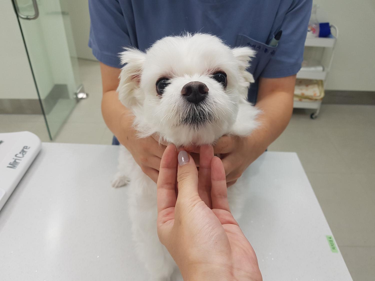 늘푸른동물병원_445464202303449