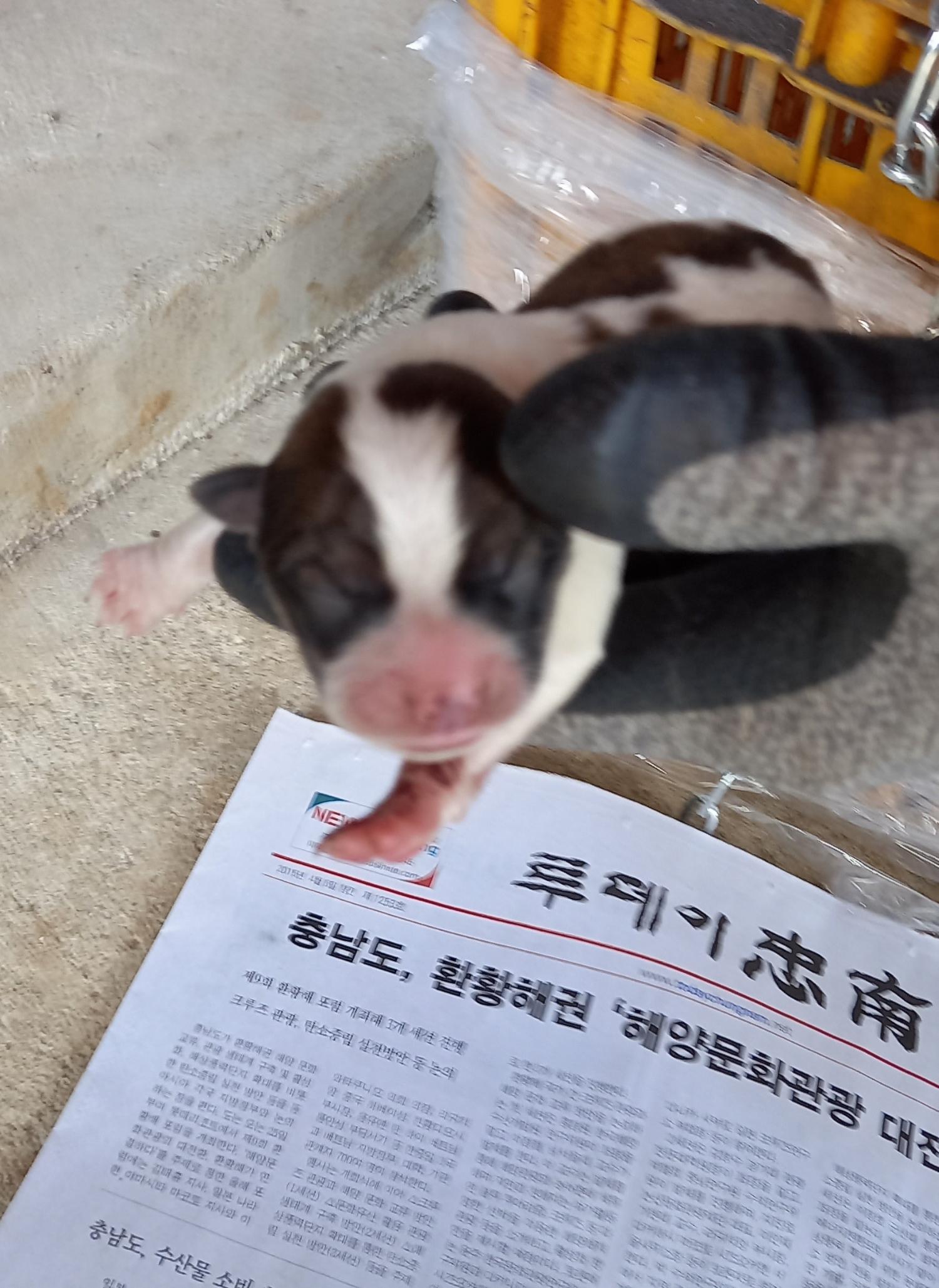 금일동물보호센터_444460202300734