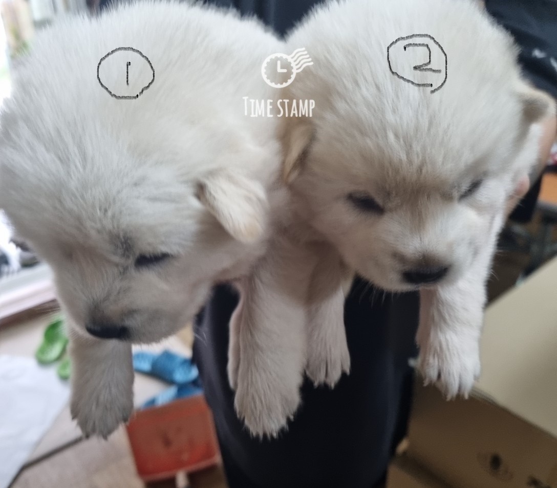 울산유기동물보호센터_431372202300544