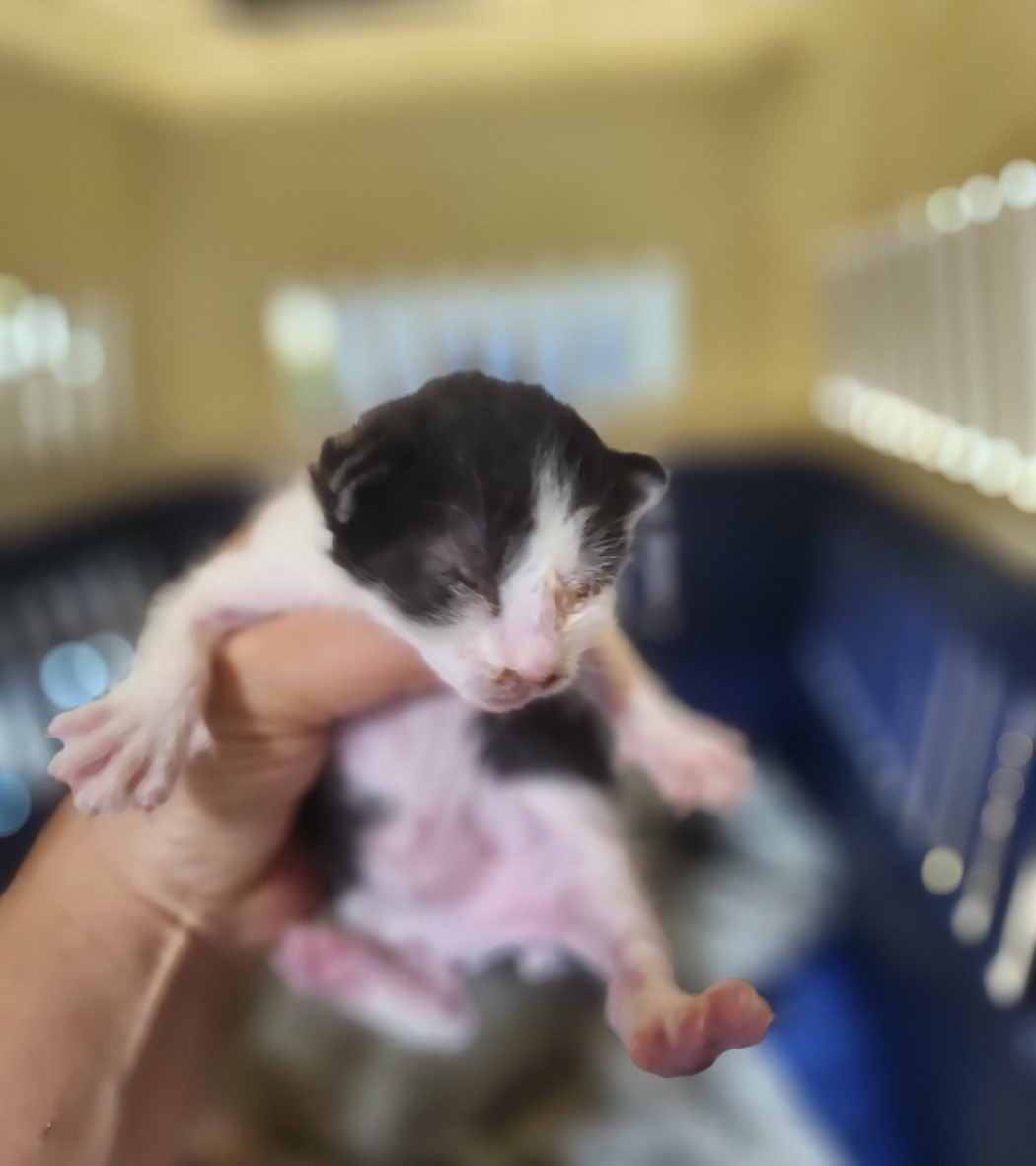 보호중 한국 고양이…