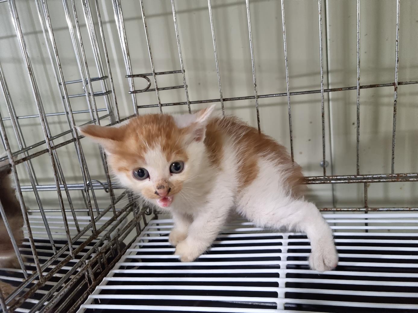 보호중 한국 고양이…