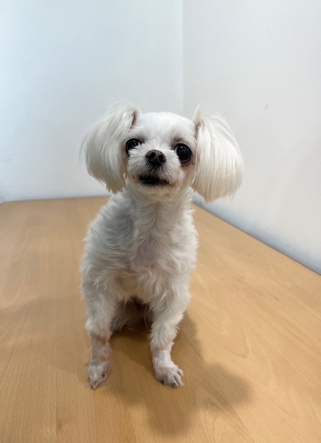 반려동물보호센터_443571202302681