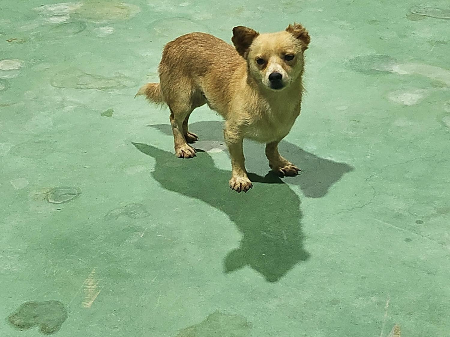 남부여동물보호소_444457202300538
