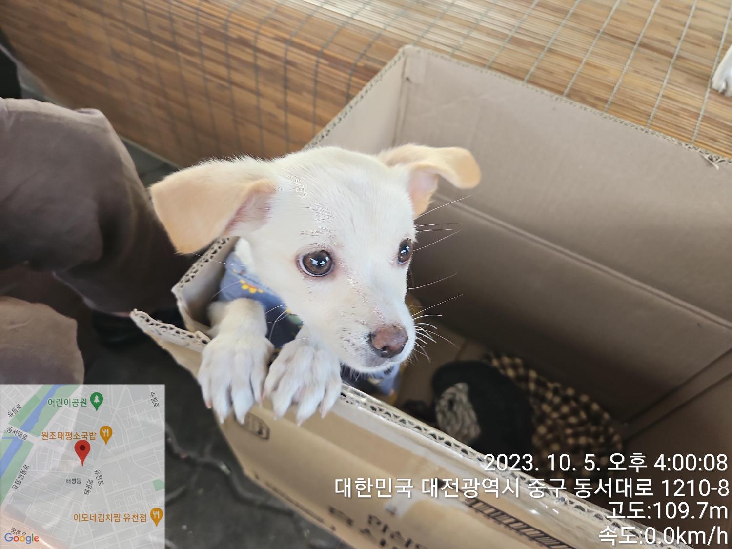 대전동물보호센터_430365202300484