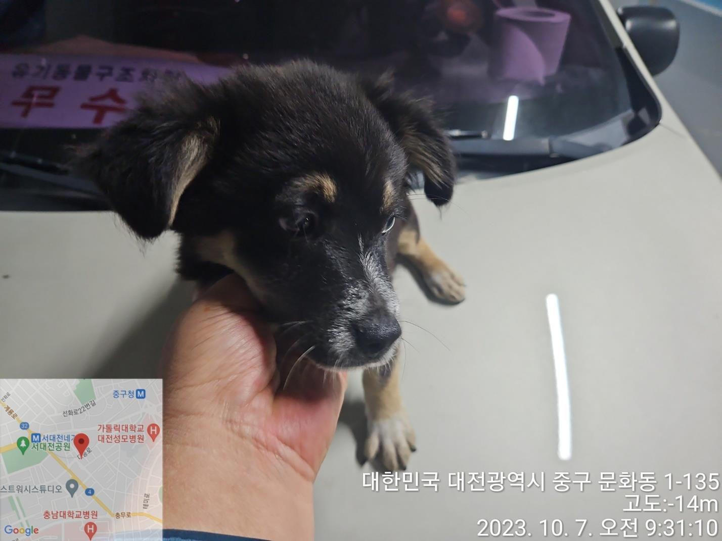 대전동물보호센터_430365202300488