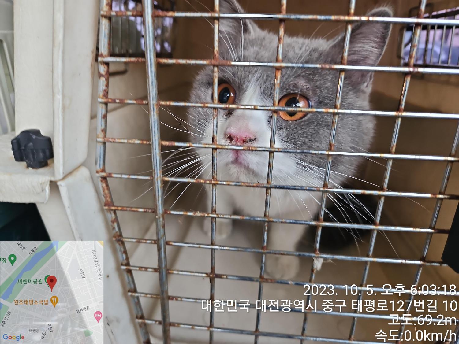 대전동물보호센터_430365202300485