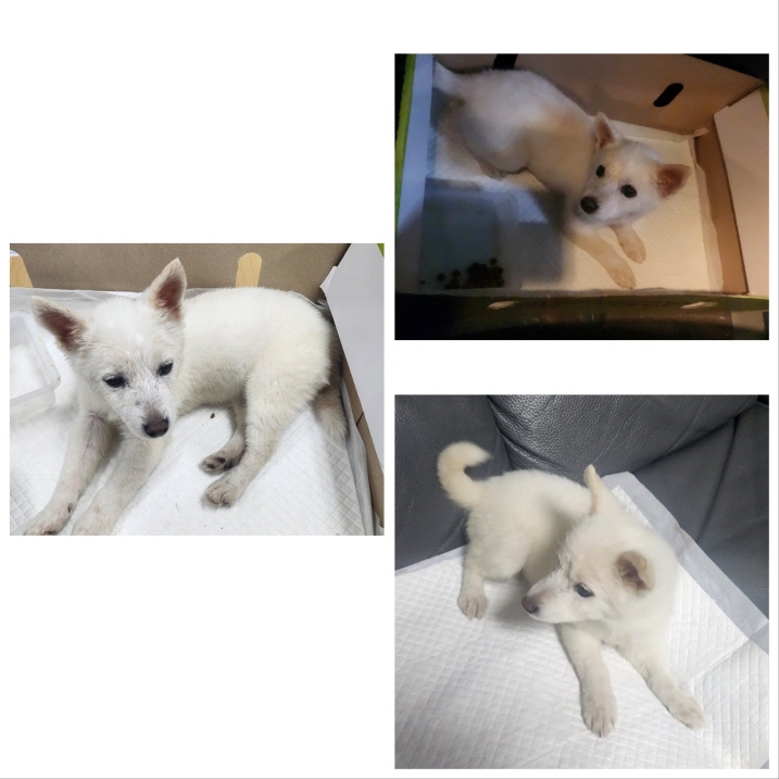당진시동물보호소_444568202301138