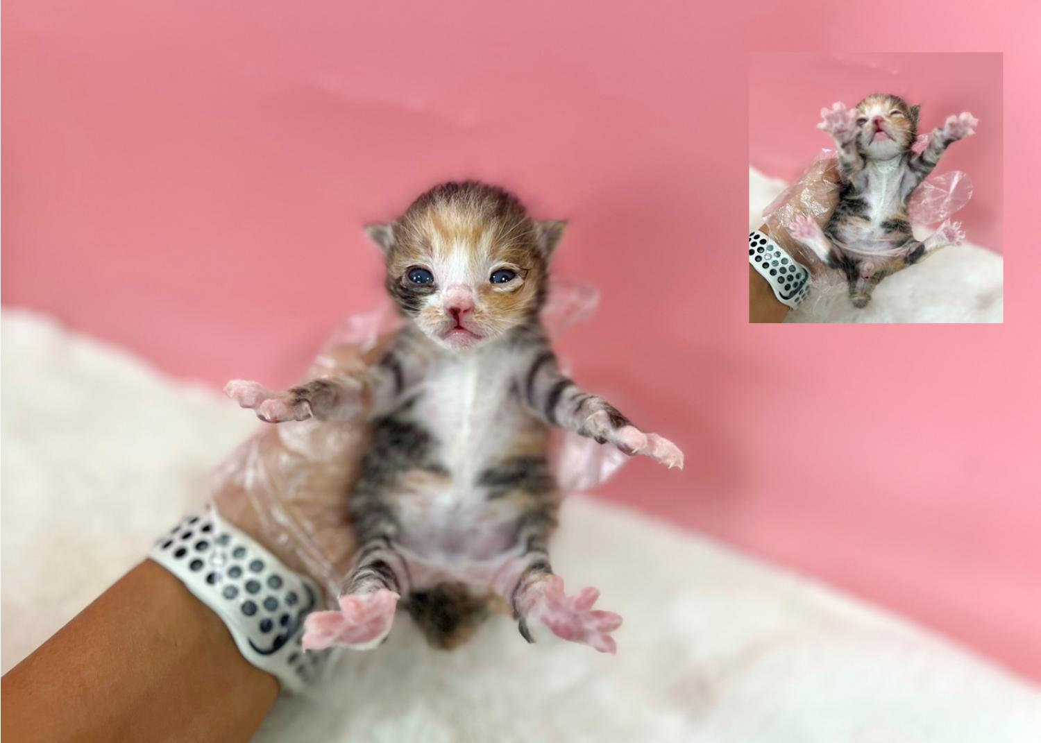 (사)영일동물플러스_447502202301178