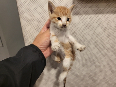 보호중 한국 고양이…