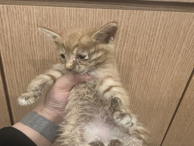 보호중 믹스묘의 가…