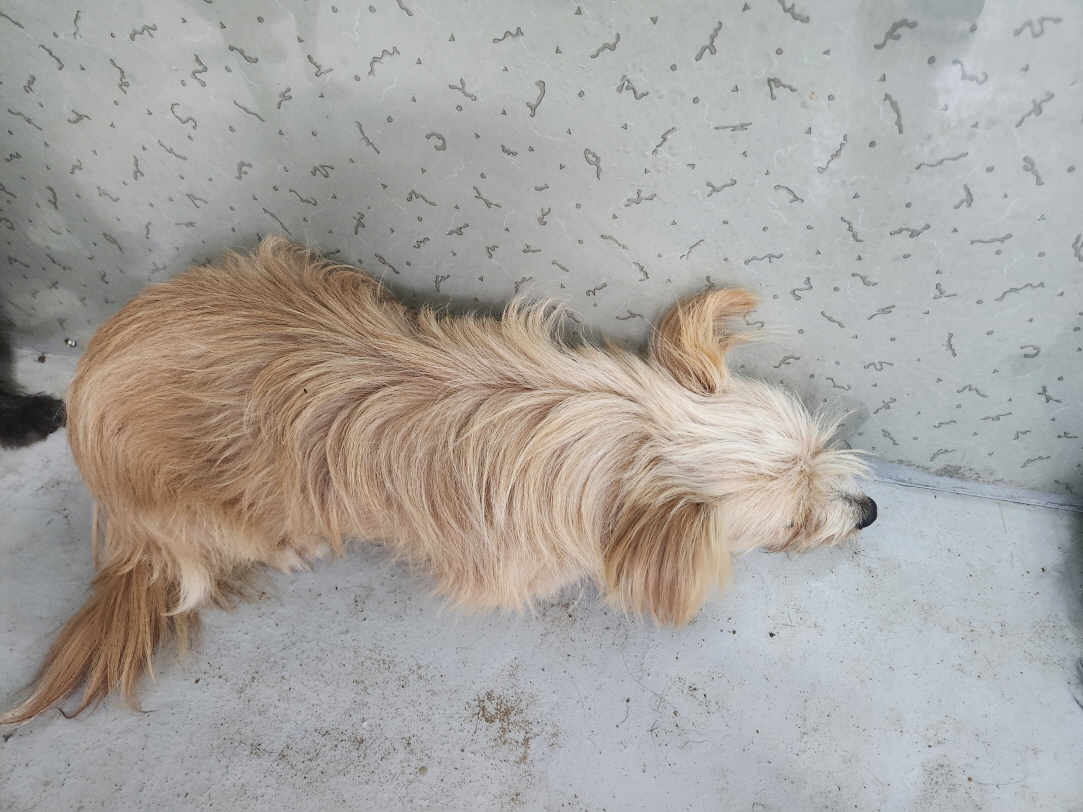 해남유기동물보호센터_446493202300306
