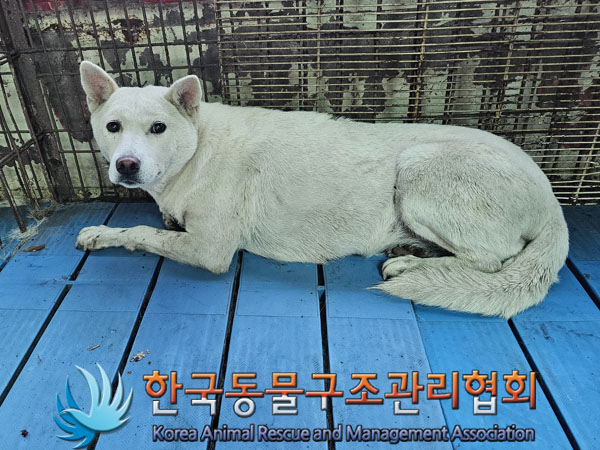 종료(안락사) 믹스…