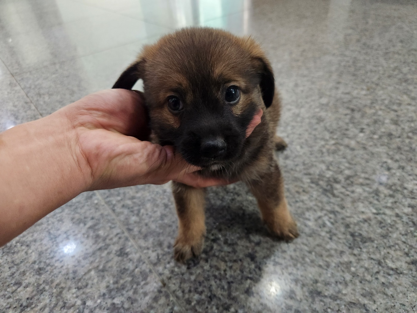 광주 동물보호소_429363202301043