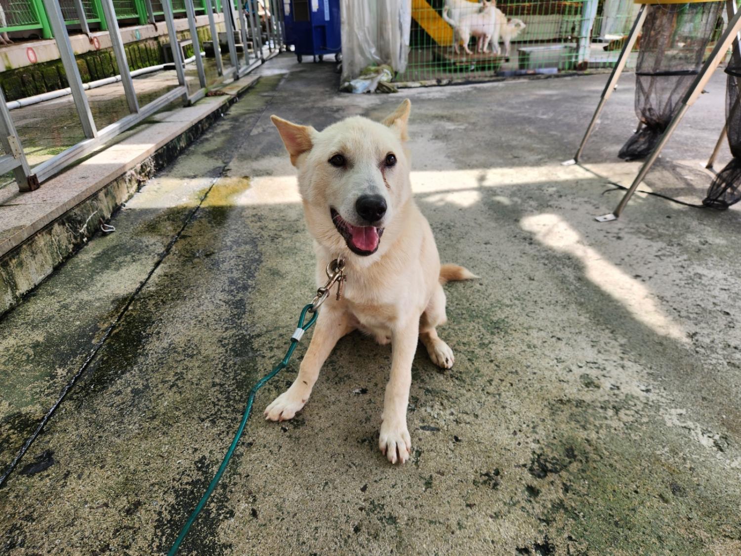 광주 동물보호소_429363202301035