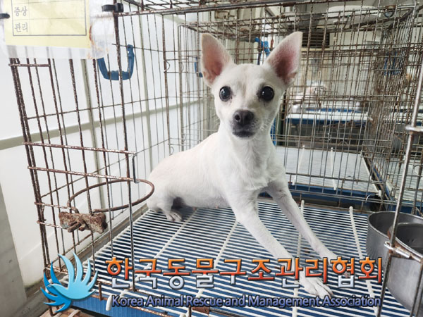 한국동물구조관리협회_411300202300401