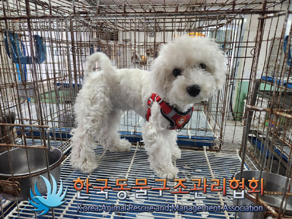종료(반환) 비숑 …
