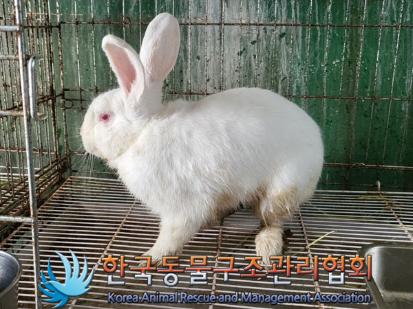 종료(자연사) 토끼…