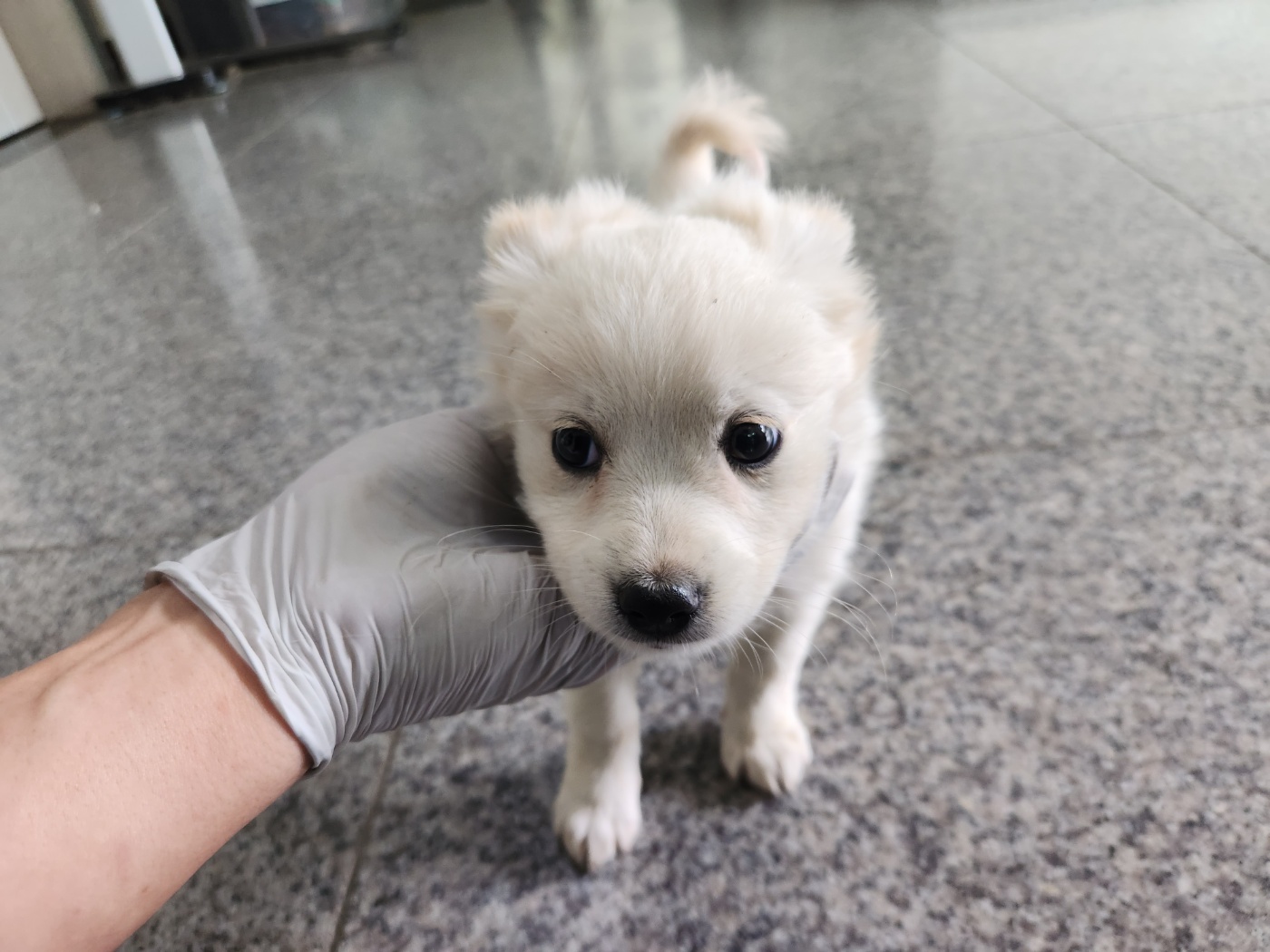 광주 동물보호소_429363202301041